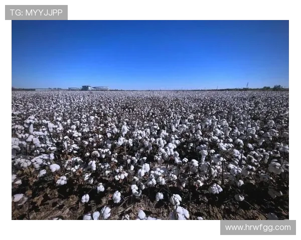 棉农独立分析：探讨棉花产业链中的挑战与机遇