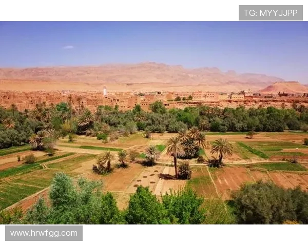 马里迪莫与托德拉的激烈对决谁能在这场比赛中脱颖而出